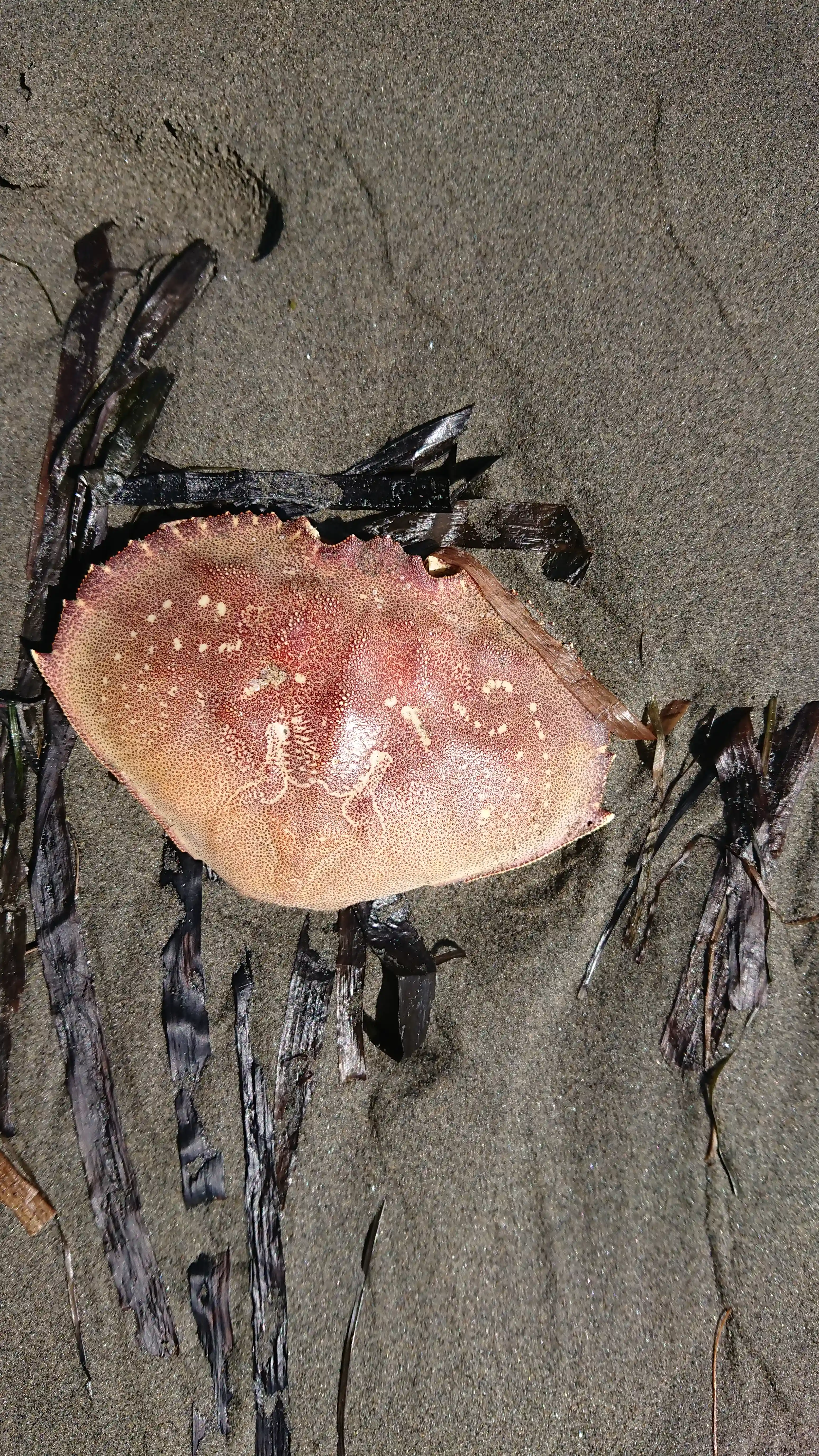 crab-shell-on-the-sand