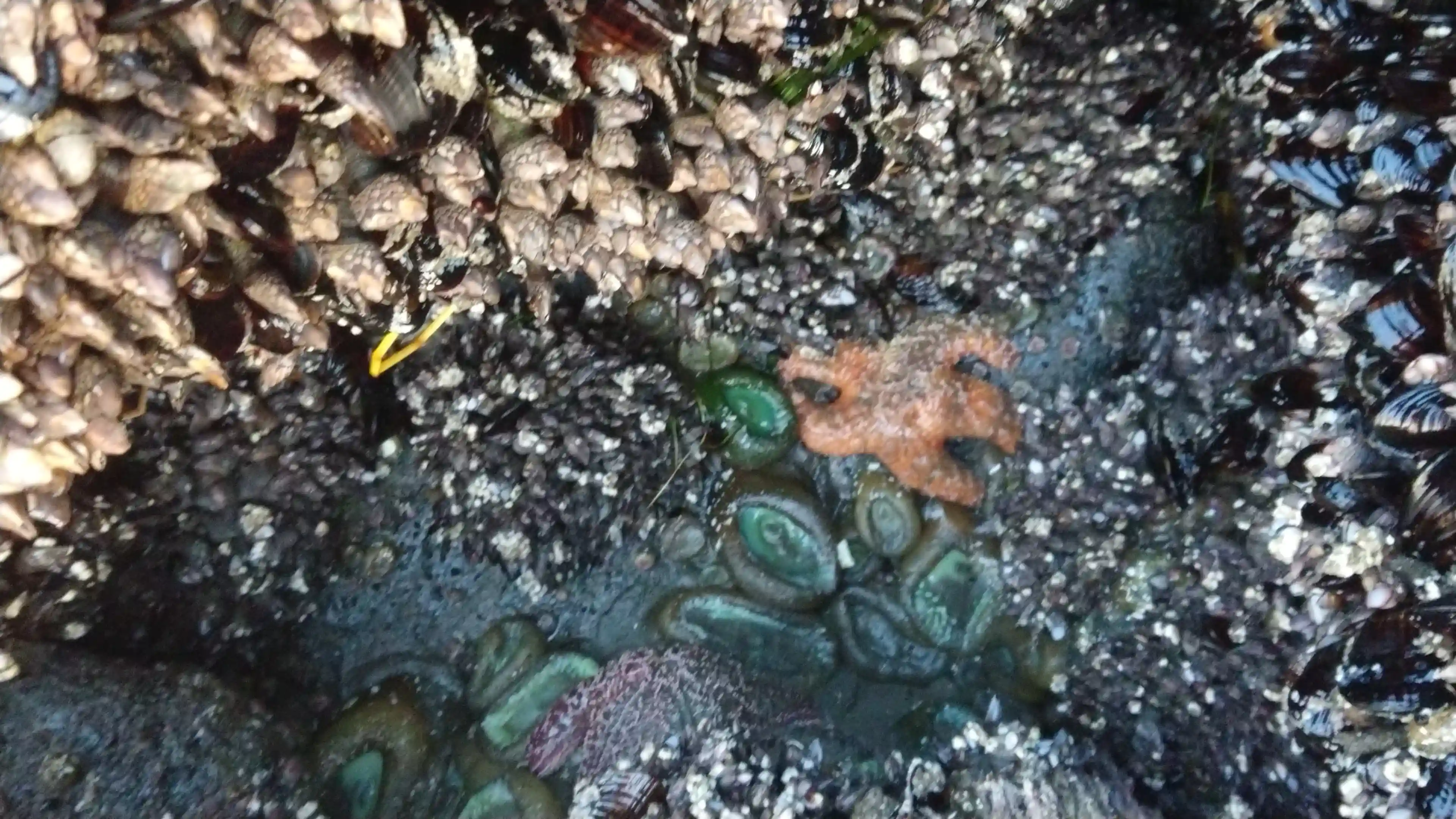ocean-shores-tide-pool-life